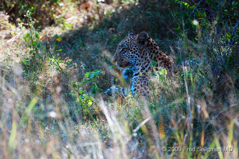 20090615_101830 D300 (1) X1.jpg - Leopard in Okavanga Delta, Botswana